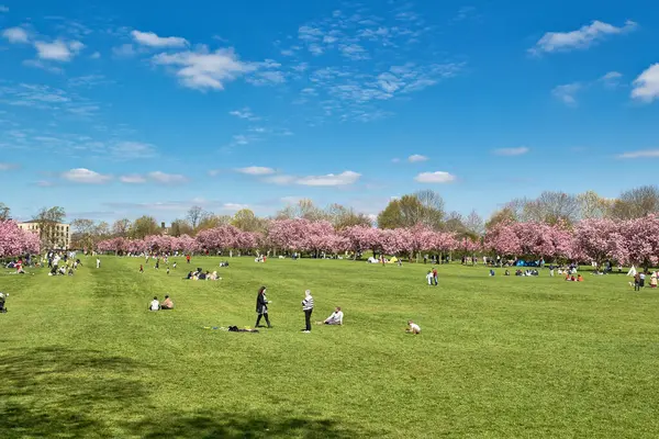 Geniş açı, güneşli bir günün tadını çıkaran insanlarla dolu bir parkı yakalar. Harrogate, Yorkshire, İngiltere 'deki arka plandaki ağaçları pembe çiçekler süslüyor..