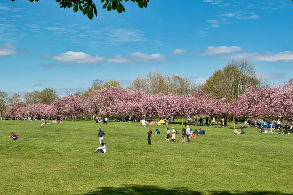 Pembe ağaçların açtığı canlı bir park sahnesi, büyük yeşil bir çimen ve Harrogate, Yorkshire, İngiltere 'de bulutlu bir gökyüzünün altında güneşli bir günün tadını çıkaran insanlar..