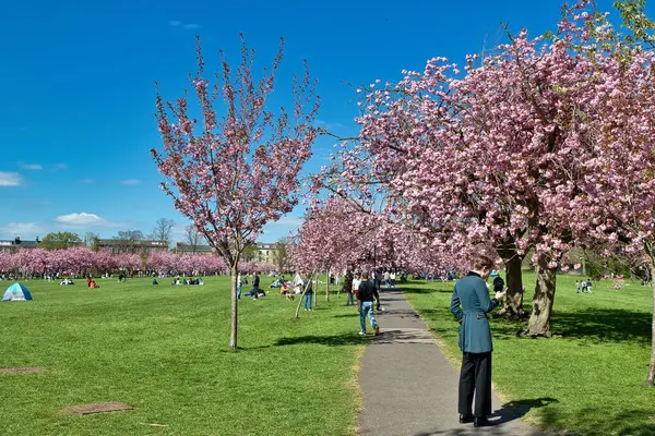Çiçek açan kiraz ağaçlarının olduğu bir park sahnesi insanlarla dolu çimenli bir tarla ve Harrogate, Yorkshire, İngiltere 'de mavi bir gökyüzü..