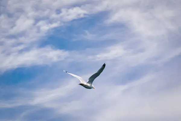 Bir martı mavi gökyüzüne doğru süzülür İnce beyaz bulutlarla dolu, kanatları açık.