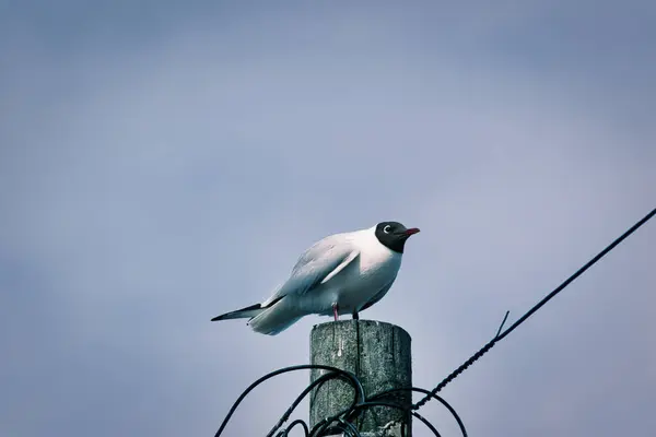 Siyah başlı bir martı soluk mavi gökyüzüne karşı kablolarla yıpranmış ahşap bir direğin tepesine tünemişti..