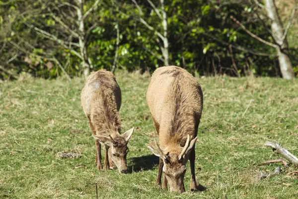 İki kahverengi geyik yeşil çimenli bir tarlada otlar ve parlak, güneşli bir günde arka planda ağaçlar vardır..