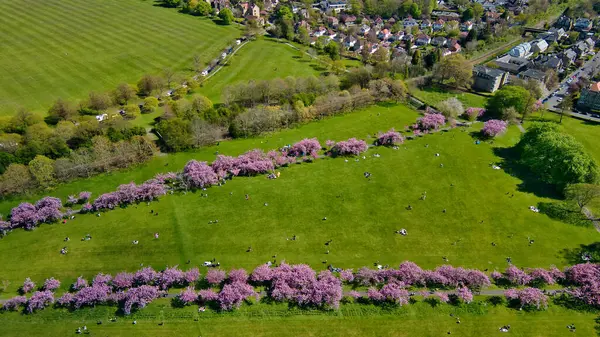 Çiçek açan ağaçların ve dinlenen insanların bulunduğu yeşil bir parkın havadan görünüşü, Harrogate, İngiltere 'de arka planda evler görülebiliyor..