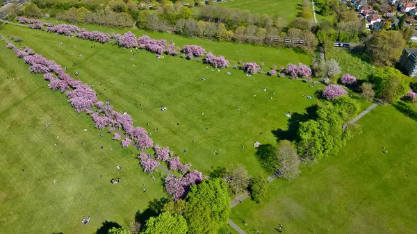 İngiltere 'nin Harrogate kentinde çiçek açan kiraz ağaçları ve sınırdaki ağaçların arasında yeşil çimlerde dinlenen insanların olduğu bir parkın havadan görünüşü..
