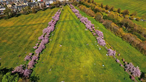 Yeşil parkın havadan görünüşü. Sıralar halinde pembe kiraz ağaçları ve dağınık insanlar dinleniyor. Harrogate, İngiltere 'de binalar sol üstte..