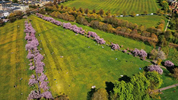 Çiçek açan ağaçlarla dolu bir parkın havadan görünüşü, insanların çimlerin üzerinde dinlenmesi, ve Harrogate, İngiltere 'deki binaların ve tarlaların çevrilmesi..