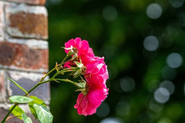 Tuğla bir duvarın yanında canlı pembe güllerin yakın plan görüntüsü, bulanık yeşil arka plan ile bokeh efektli.