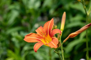 Bulanık yeşil bir arka planda iki tomurcukla çiçek açmış turuncu bir zambağın yakın çekimi.