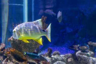 Akvaryum sahnesinde kayalar ve mercan oluşumları arasında canlı mavi renkler içinde çeşitli balık türleri görülüyor..