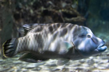 Büyük, mavi-gri Napolyon grasse kayanın ve suyun bulanık arkaplanıyla doğru yüzer. Dikey koyu çubuklar görünür.