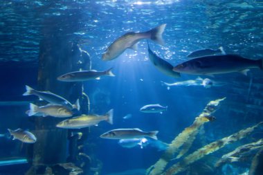 Mavi bir akvaryumda yüzen gümüş balık sürüsünün sualtı görüntüsü. Sahte enkaz ve filtrelenmiş güneş ışığı..