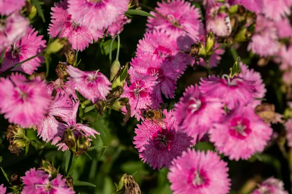 Yakın plan çekimde pembe dianthus çiçekleri ve yeşil yapraklı arka planda bir arı var..