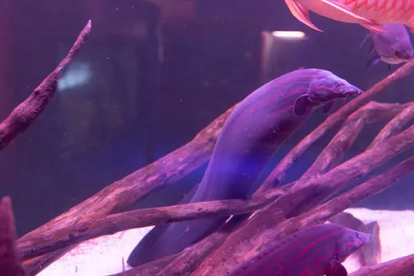 Elektrikli yılan balığı da dahil olmak üzere tatlı su balıkları akvaryumdaki dalların arasında yüzerler. Pembe ve mavi ışık.
