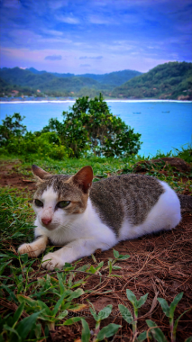 Güzel kedi poz verirken dinleniyor.