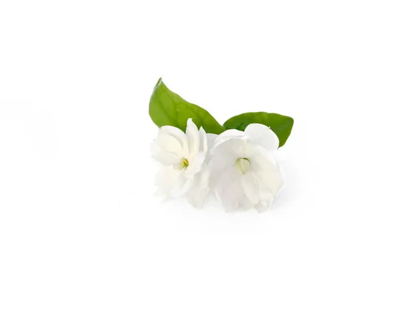 Flores Jazmín Árabe Con Hojas Aisladas Sobre Fondo Blanco — Foto de Stock