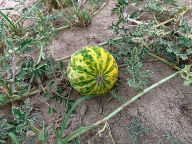 Colocynth acı bir tadı olan vahşi bir kavundur. İlaç, yemek ve sabun üretimi için kullanılır.