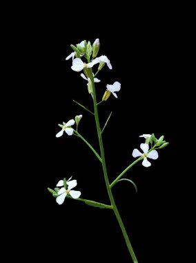 Yabani turp ya da Raphanus Raphanistrum çiçeği.