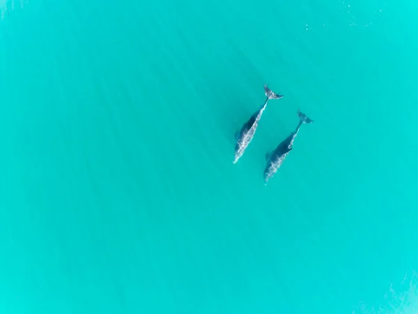 澳大利亚西部玛格丽特河 海豚在水晶般清澈的碧绿海水中在水下游泳的空中图片 在蓝色的大海中嬉闹的海豚 顶部视图 — 图库照片