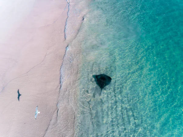 オーストリア 西オーストラリア州セルバンテスの透明なターコイズブルーの水のビーチでのStingrayと鳥の空中ビュー 青い海 トップビュー — ストック写真