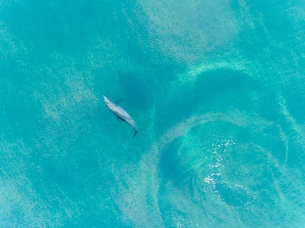 澳大利亚西部玛格丽特河 海豚在水晶般清澈的碧绿海水中在水下游泳的空中图片 在蓝色的大海中嬉闹的海豚 顶部视图 — 图库照片