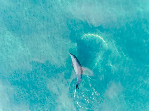 Luchtfoto Van Dolfijnen Die Onder Water Zwemmen Kristalhelder Turquoise Water — Stockfoto