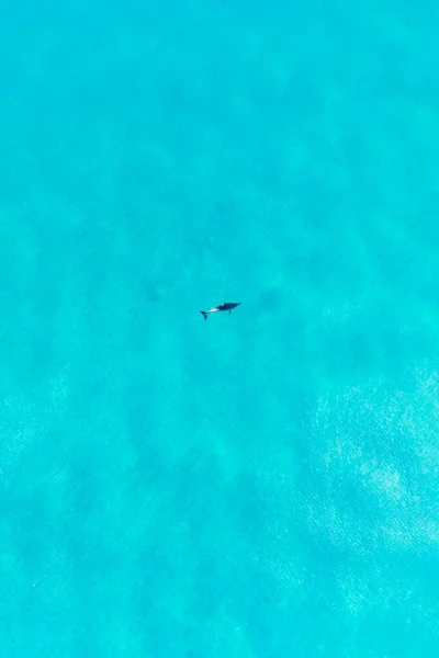 Flygfoto Över Dolphin Simma Vattnet Kristallklart Turkost Vatten Margaret River Royaltyfria Stockfoton