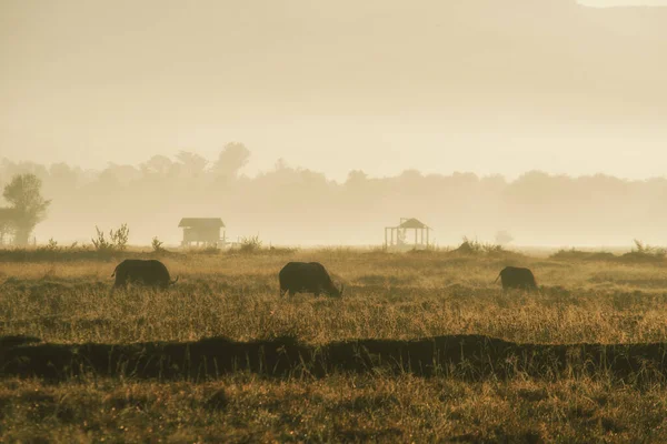 pirinç tarlası sabah güneşi, kırsal bölge Vientiane, Laos.
