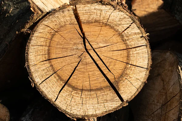 stock image Tree rings old weathered wood texture with the cross section of a cut log.