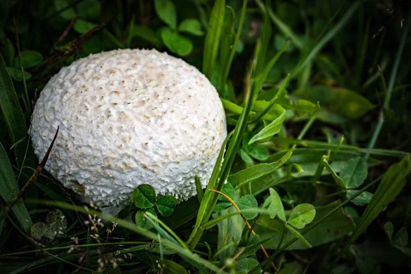 Grande Fungo Commestibile Bianco Nell Erba — Foto Stock