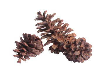 Beyaz arkaplanda çam kozalağı izole