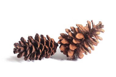 Beyaz arkaplanda çam kozalağı izole