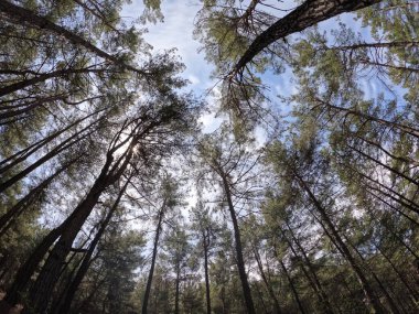 Ormandaki ağaçların ve dalların içinde gökyüzüne bakıyorum. Ve açık gökyüzüne.