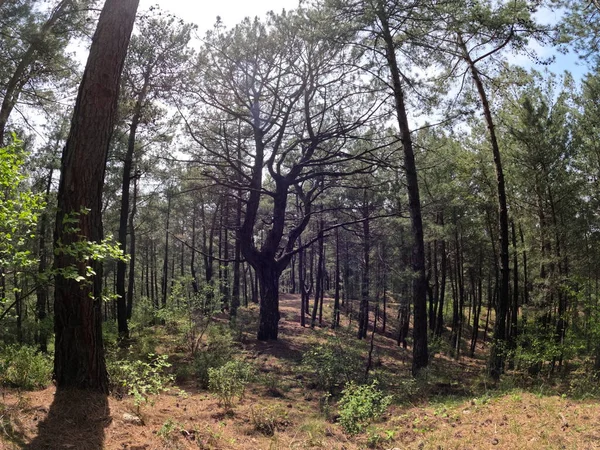 stock image Middle of a forest biggest tree looks scary