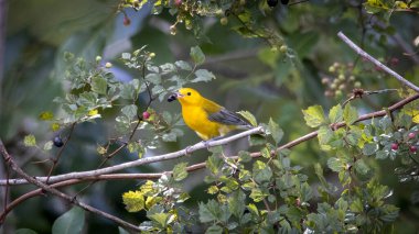 Çalılıklarda böğürtlen yiyen bir çalı bülbülü.