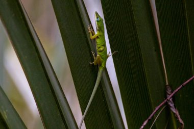 Üzerinde mavi gözleri olan yeşil bir anole.