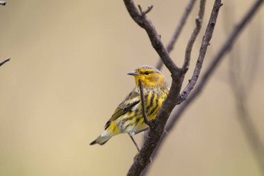 Erkek bir pelerin ağaçta tüneyebilir.