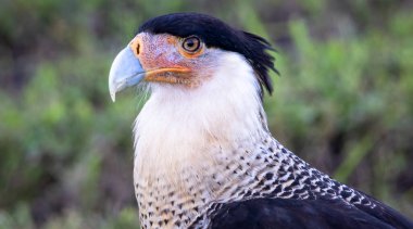 İbikli bir leşin yakın çekimi.