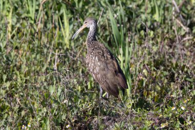 Su kenarında duran bir Limpkin.