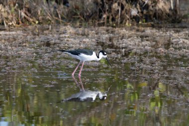 Siyah boyunlu bir Stilt Suya Yansıyor