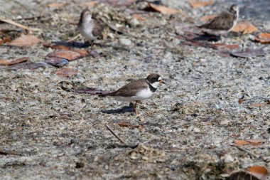 Kıyıda duran yarı palmiyeli bir Plover