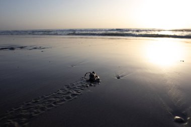 Yavru bir deniz kaplumbağası sabah güneşiyle birlikte dalgaların içine doğru sürünür.