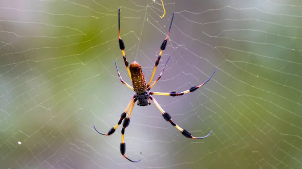 Large Banana Spider Sitting Its Web — Stock Photo, Image