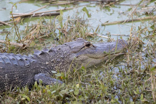 Bataklıkta bir Florida Timsahı
