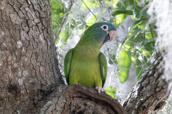 Niebieskokoronowana Papuga Stojąca Drzewie — Zdjęcie stockowe