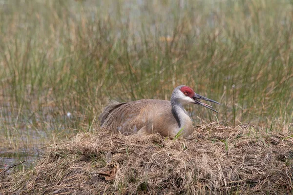 stock image A sandhill crane sitting on its nest with its beak open