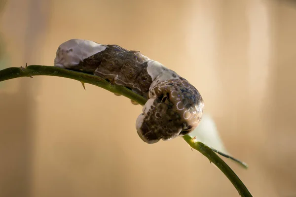一种大型燕尾毛毛虫生活在花序原生石灰丛中 — 图库照片