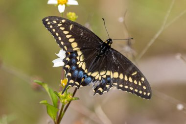 Beyaz bir çiçekte siyah bir kırlangıç.