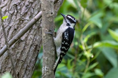 Ağacın kenarındaki ağaçkakan.