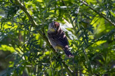 Batılı bir palmiye ötleğeni çalılıkta