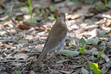Yerde dikilip kameraya bakan bir gemi.